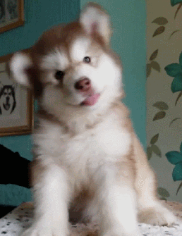 16664103191539.gif
