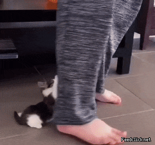 16709165063291.gif