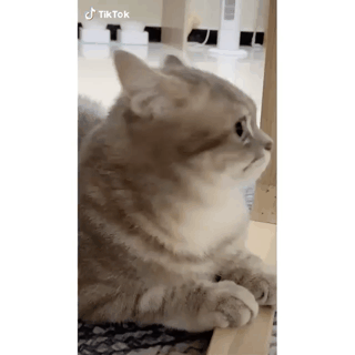 16761034960004.gif